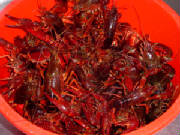 red_crayfish.jpg