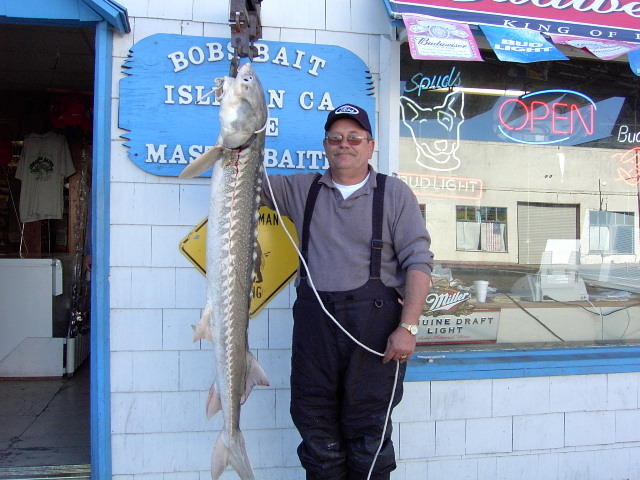 tom_white_sturgeon.jpg
